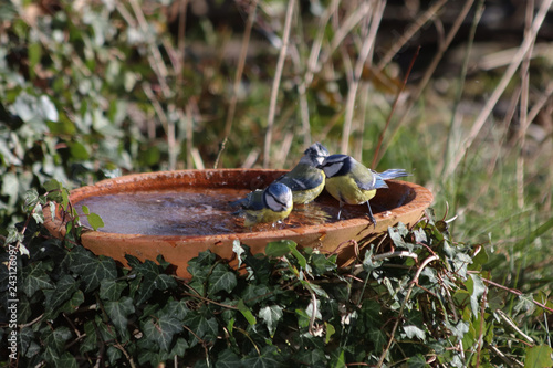 Blaumeise an der Vogeltränke