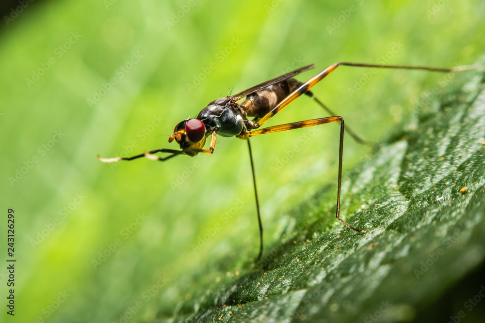 Insect fly macro on leaves in nature backgroud,Macro view. Insect fly macro on leaves in nature backgroud,Macro view.