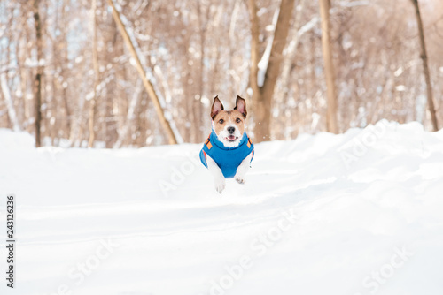 Fototapeta Naklejka Na Ścianę i Meble -  Happy dog enjoying sunny winter day in park