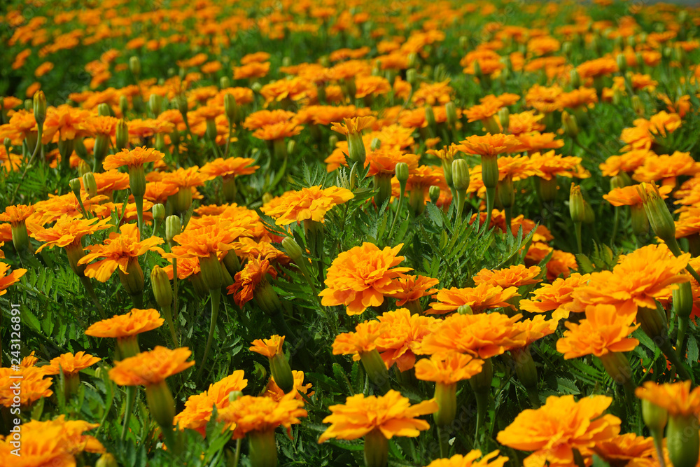 Close up Orange flowers background in garden