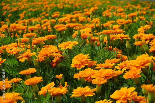 Close up Orange flowers background in garden © after6pm