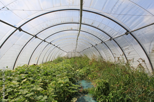 a greenhouse with cucumber plants