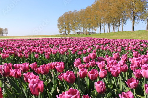 Wallpaper Mural a field with purple tulips flowers along the dyke with popular trees in spring in Holland Torontodigital.ca