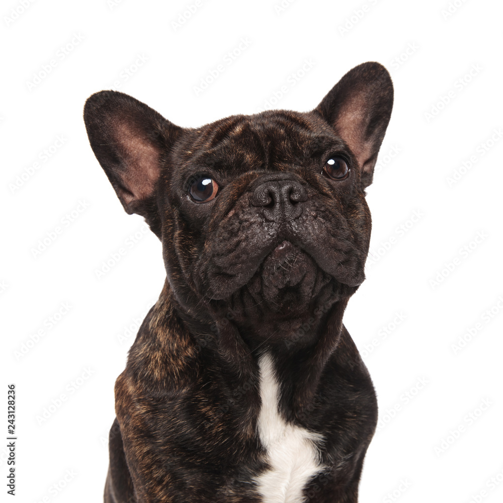 close up of seated adorable french bulldog close up of seated adorable french bulldog