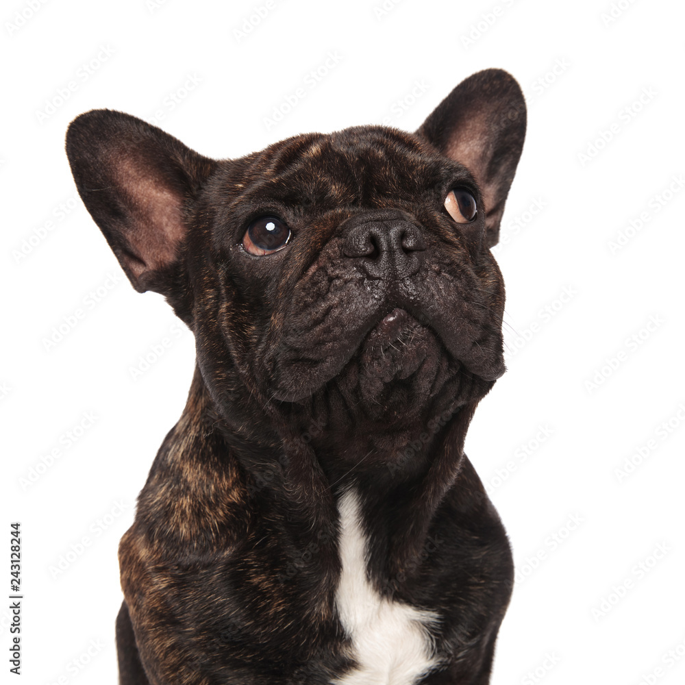 close up of adorable french bulldog looking up to side