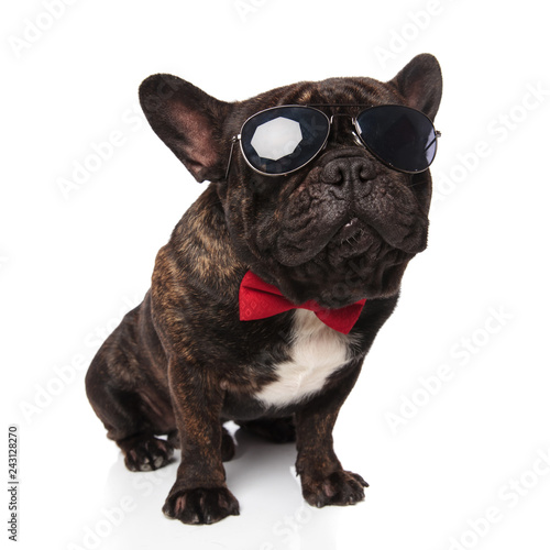 classy french bulldog wearing sunglasses and red bowtie sitting