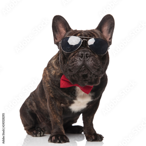 adorable french bulldog wearing red bowtie and eyeglasses sits