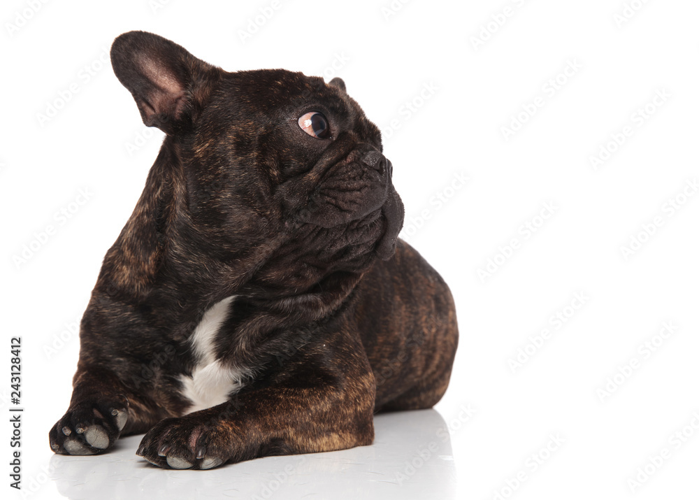curious black french bulldog lying looks to side