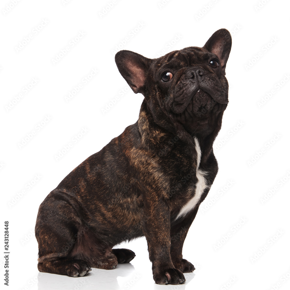 side view of cute black french bulldog sitting side view of cute black french bulldog sitting