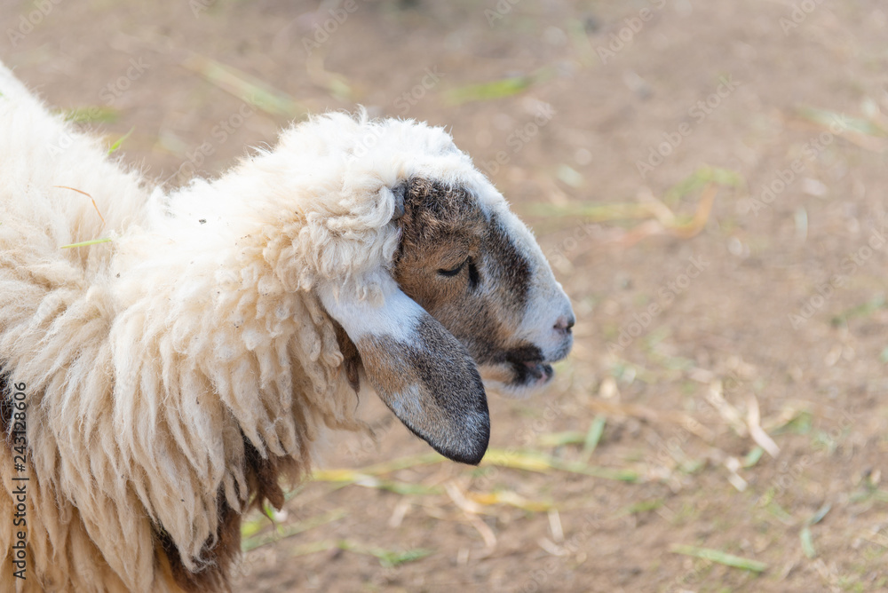 Fototapeta premium Sheep in a meadow on green grass at farm.