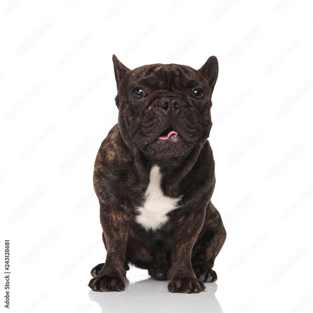 adorable french bulldog panting while sitting adorable french bulldog panting while sitting