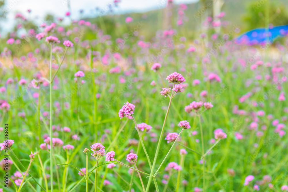 Verbena bonariensis flower, Purple flower in winter.