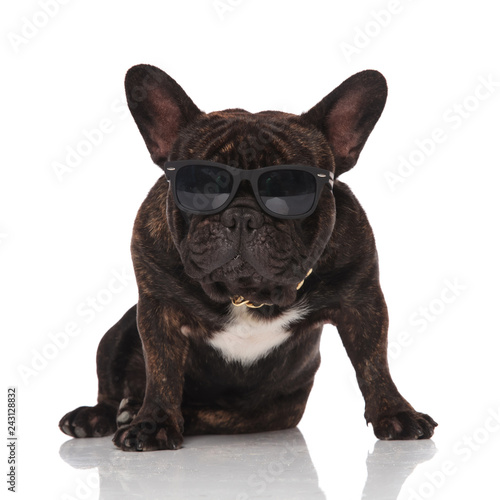 french bulldog wearing golden collar and glasses looking to side