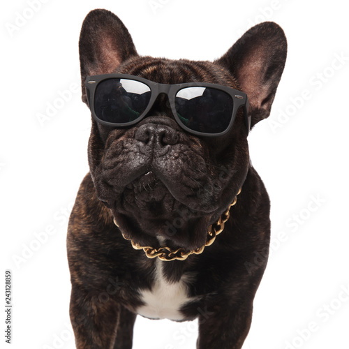 Fototapeta Naklejka Na Ścianę i Meble -  close up of french bulldog wearing eyeglasses and golden necklace