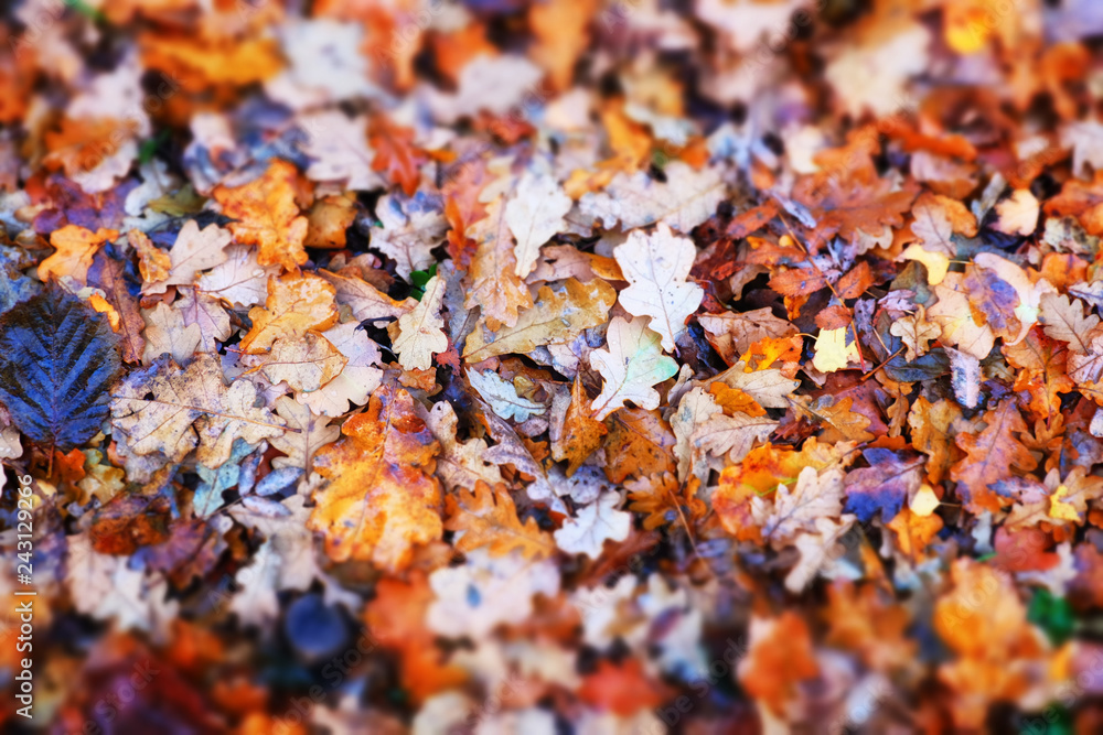 fallen autumn leaves. Beautiful background fallen autumn leaves. Beautiful background