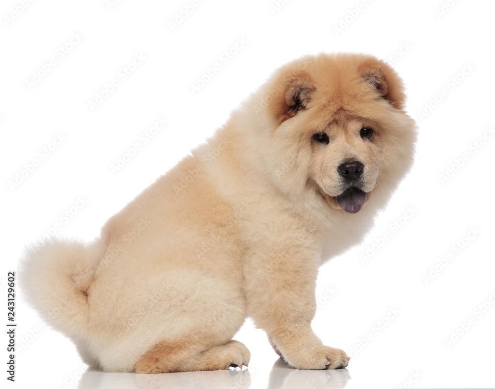 side view of cute chow chow sitting and panting