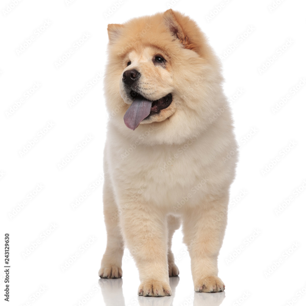 adorable chow chow pants and looks to side while standing adorable chow chow pants and looks to side while standing