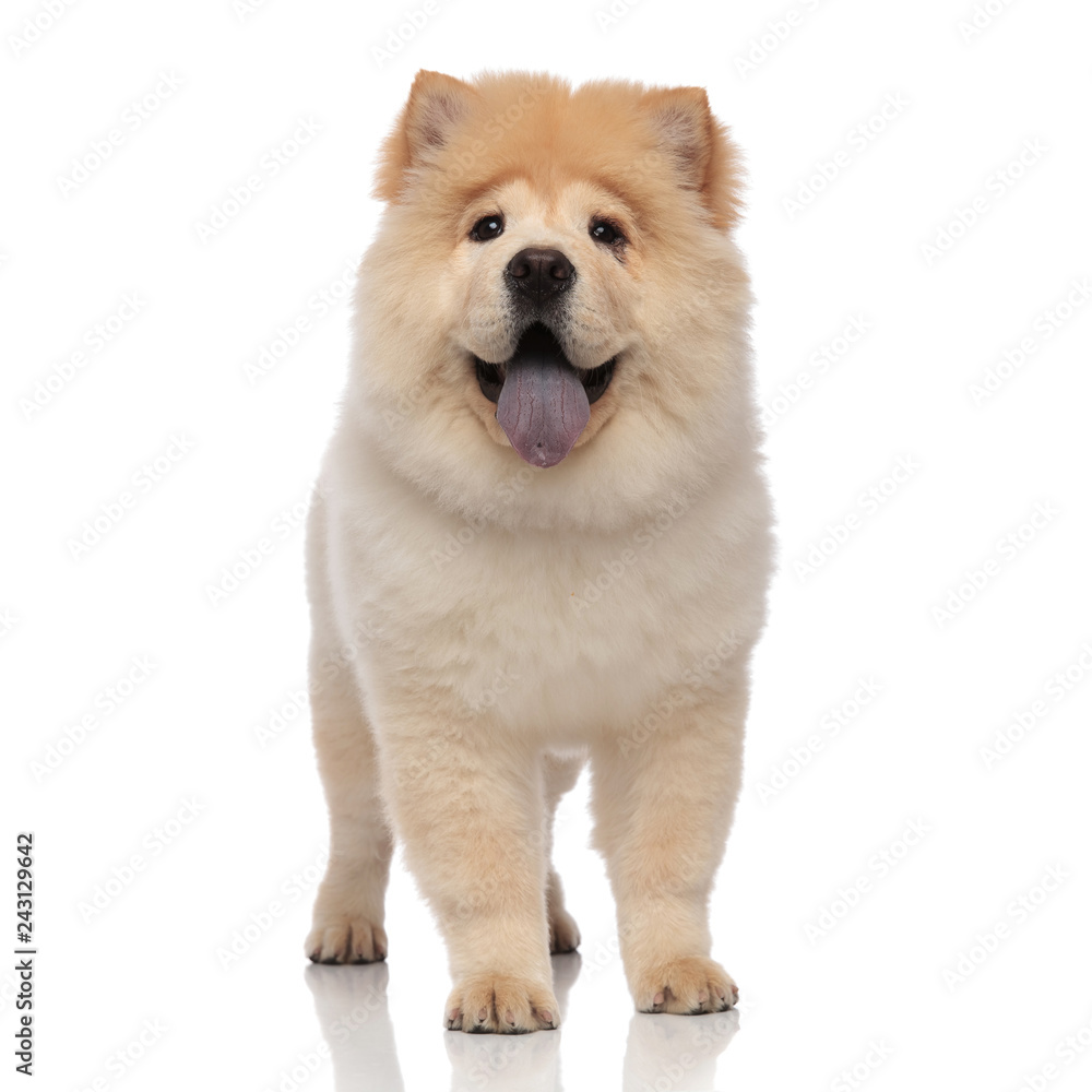 adorable chow chow with blue tongue exposed standing