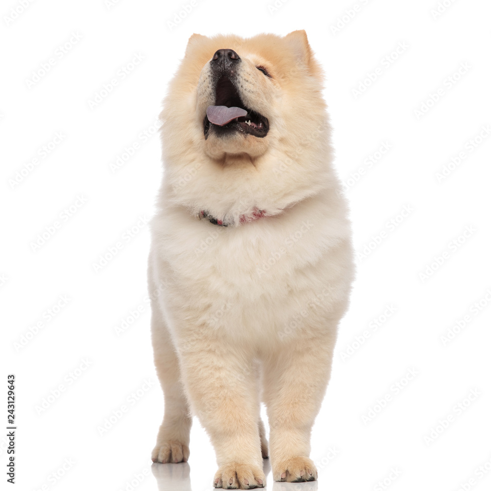 panting chow chow standing and looks up