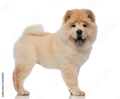 side view of furry chow chow standing with tongue exposed photo