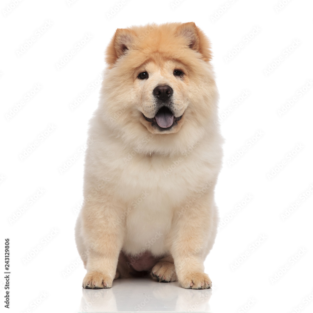 happy chow chow with blue tongue exposed sitting