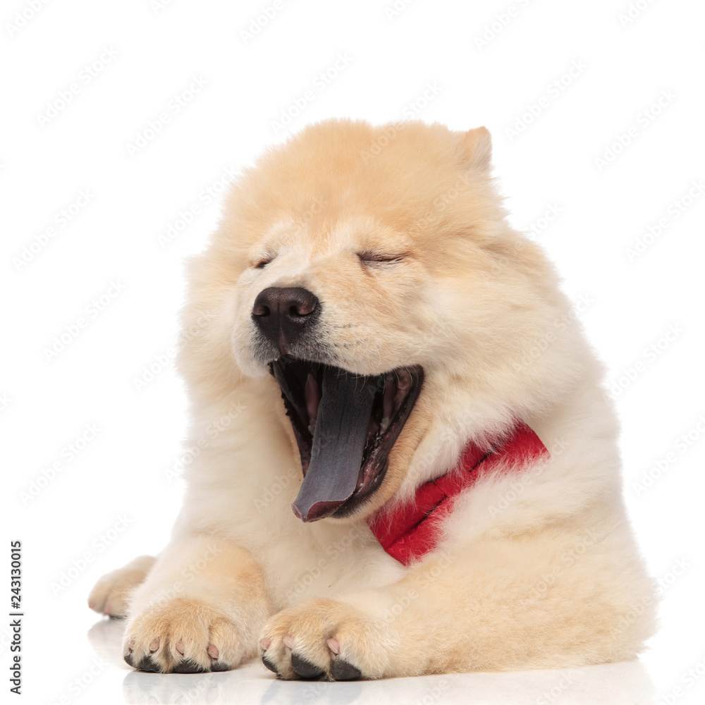 tired chow chow wearing red bowtie yawning with eyes closed