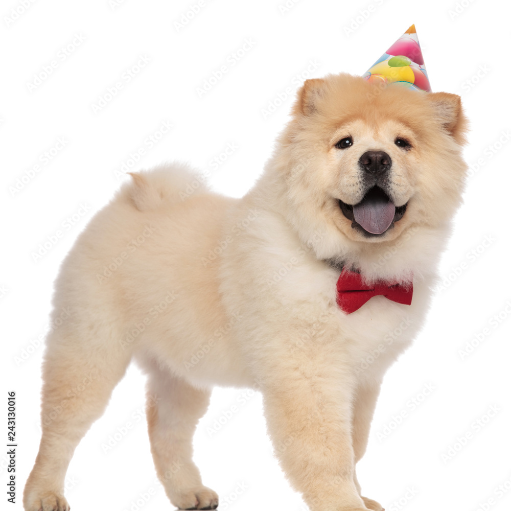 excited chow chow wearing red bowtie and birthday hat panting excited chow chow wearing red bowtie and birthday hat panting