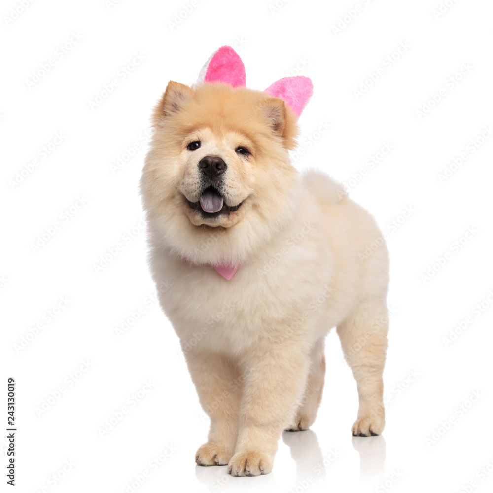 classy chow chow wearing pink rabbit ears standing classy chow chow wearing pink rabbit ears standing