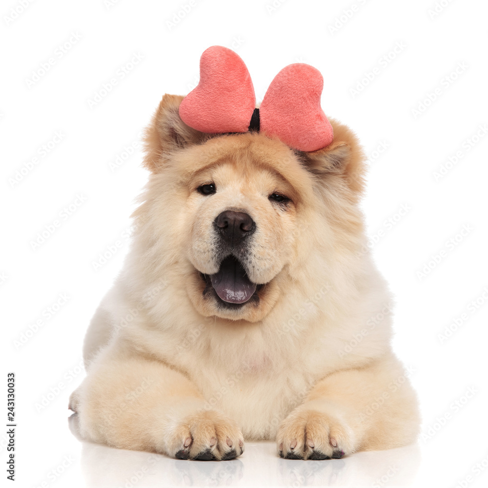happy chow chow wearing pink bone headband resting happy chow chow wearing pink bone headband resting
