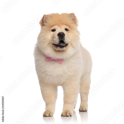 adorable chow chow wearing pink bowtie looks to side © Viorel Sima