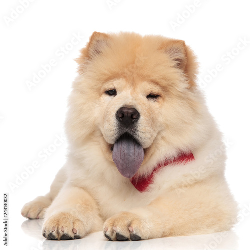 cute chow chow wearing red bowtie panting and lying