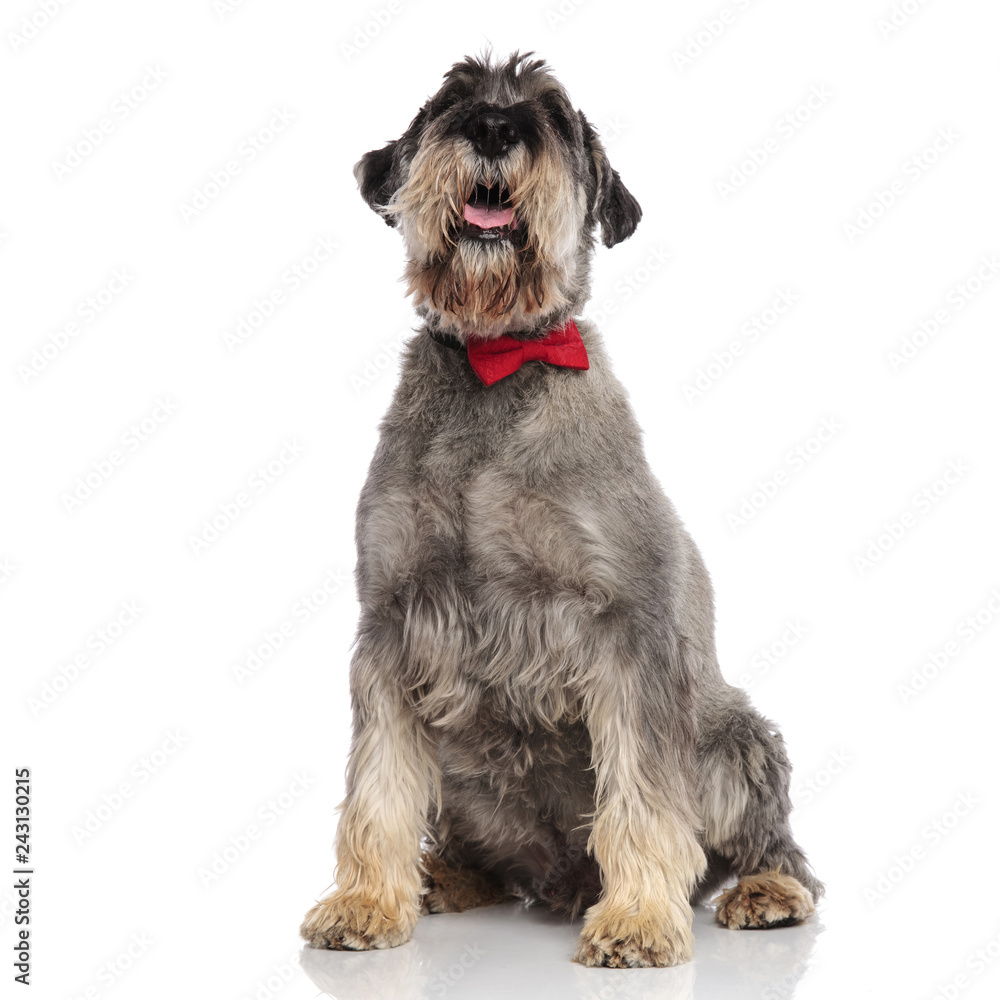 gentleman schnauzer sits and looks up while panting