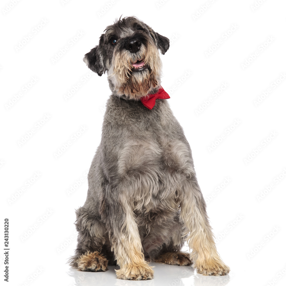 cute schnazuer wearing a red bowtie sitting and looking up