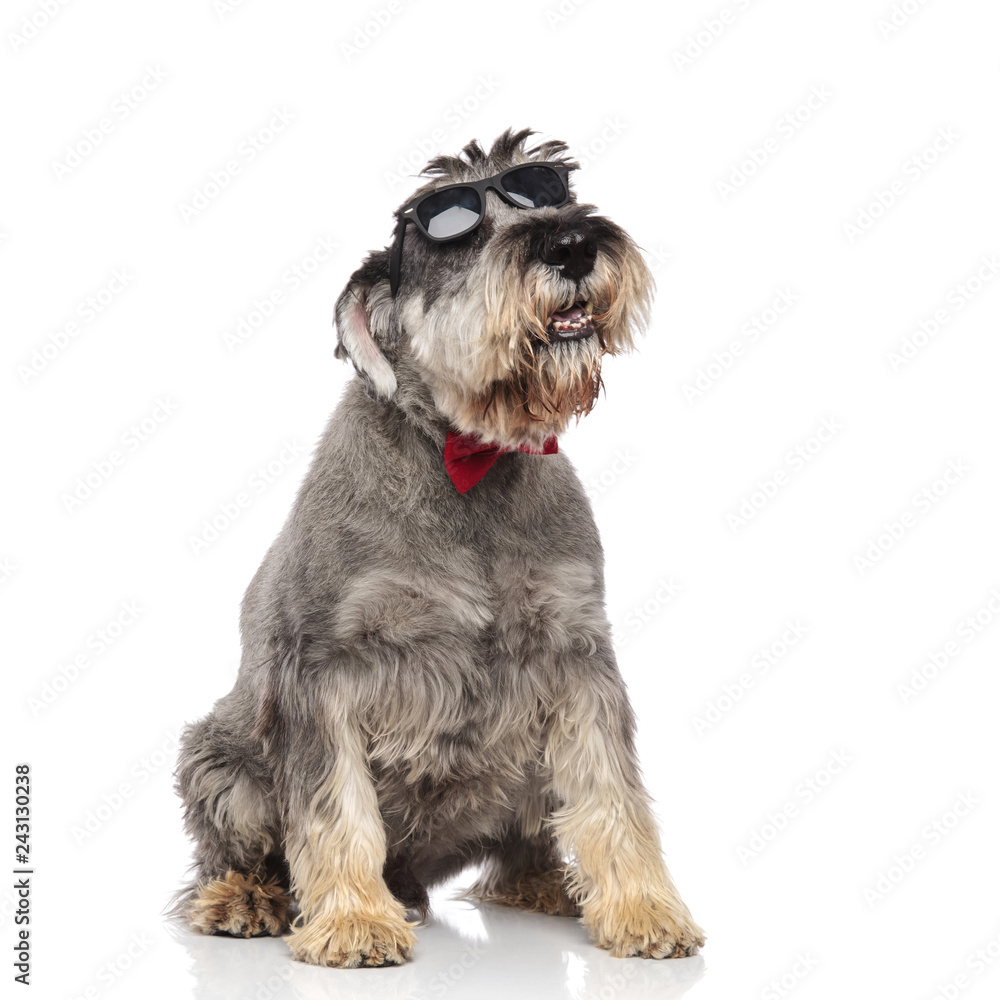 cute seated schnauzer wearing red bowtie and sunglasses panting