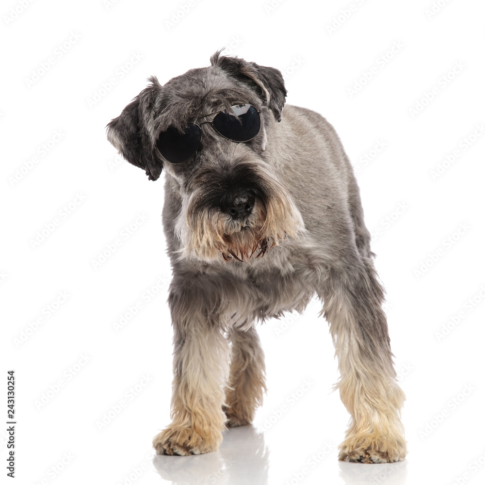 adorable schnauzer wearing sunglasses stands and looks down