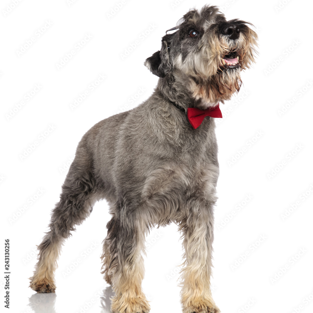 surprised schnauzer with bowtie pants and looks up to side