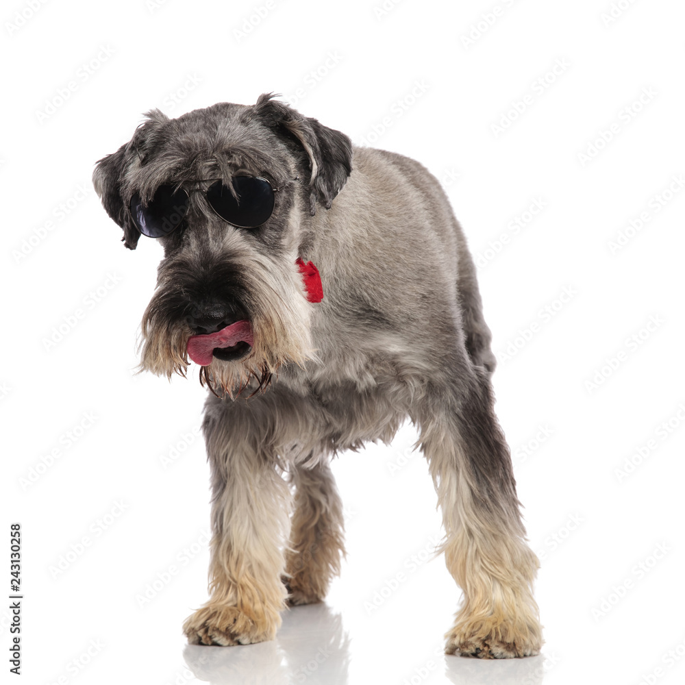 eager gentleman schnauzer with sunglasses looks down while standing