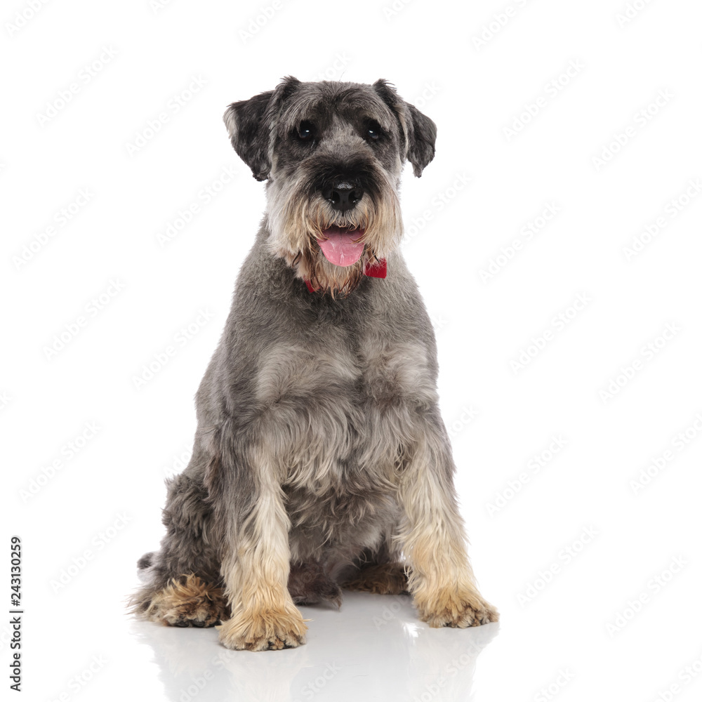 elegant seated schnauzer wearing red bowtie looks to side elegant seated schnauzer wearing red bowtie looks to side
