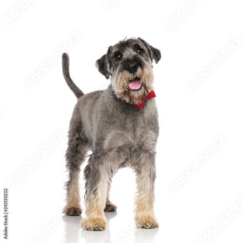 Canvas-taulu adorable schnauzer wearing a red bowtie pants while standing