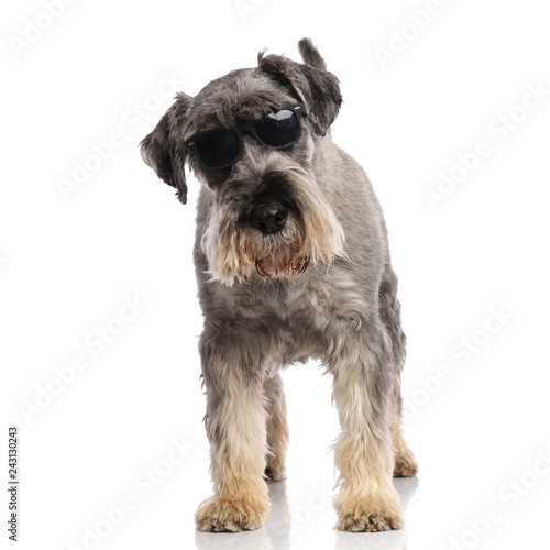 cool schnauzer wearing sunglasses stands and looks down