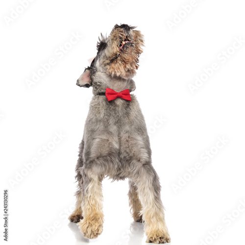 playful schanuzer with bowtie pants and looks up while stepping