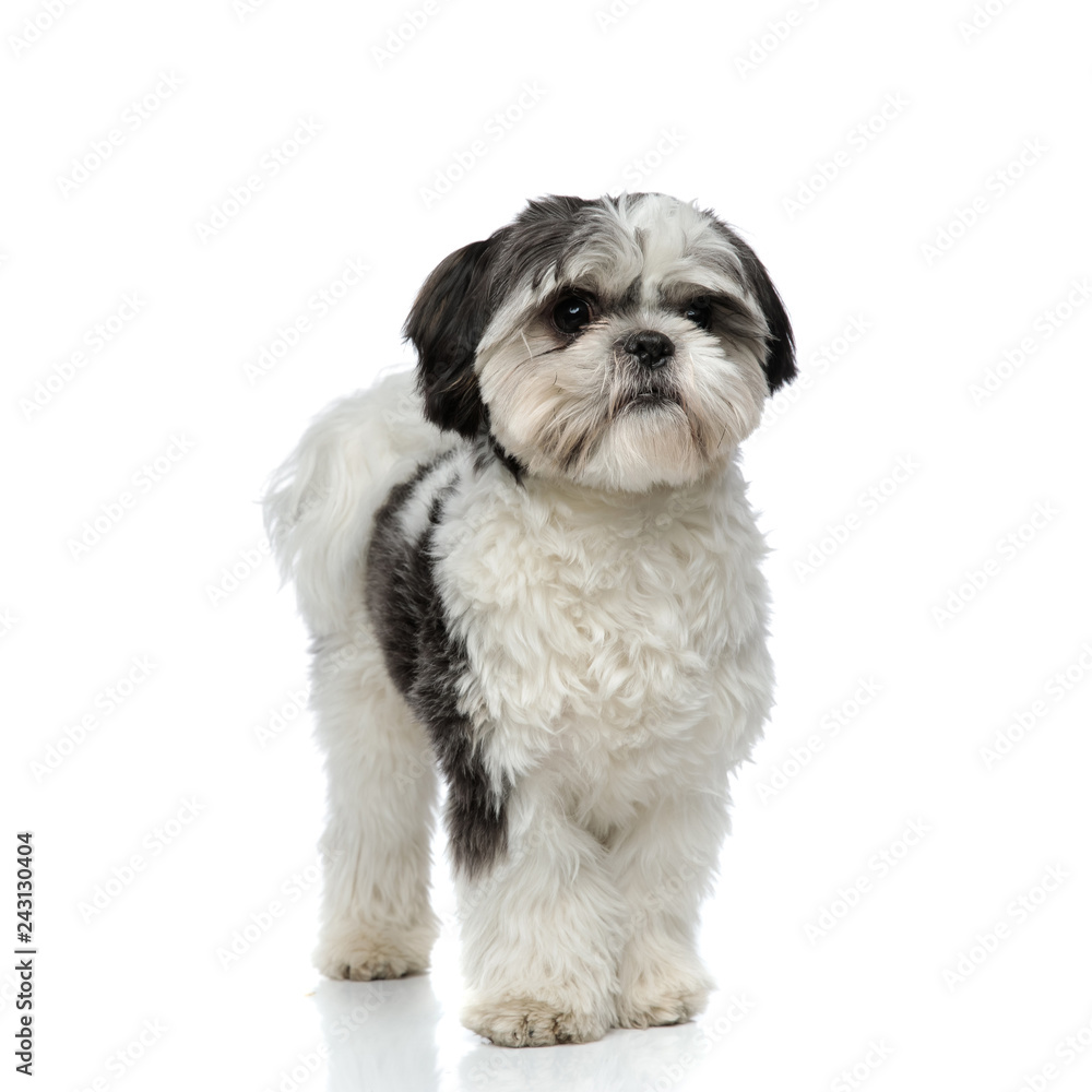 adorable shih tzu stands adorable shih tzu stands