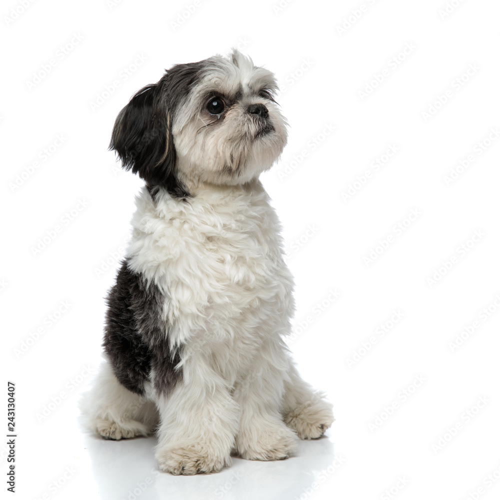 adorable black and white shih tzu looks up to side adorable black and white shih tzu looks up to side