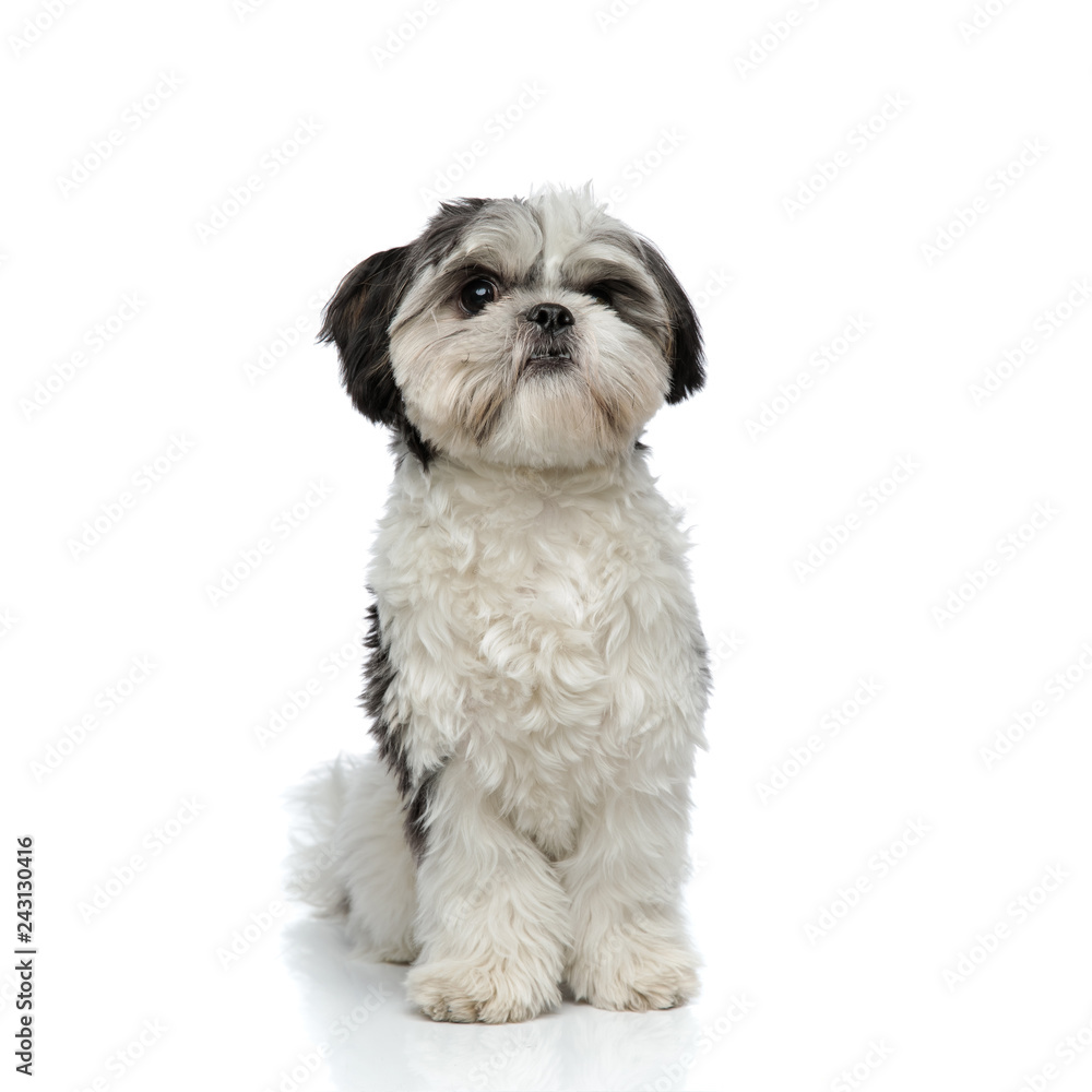 cute black and white shih tzu sitting cute black and white shih tzu sitting