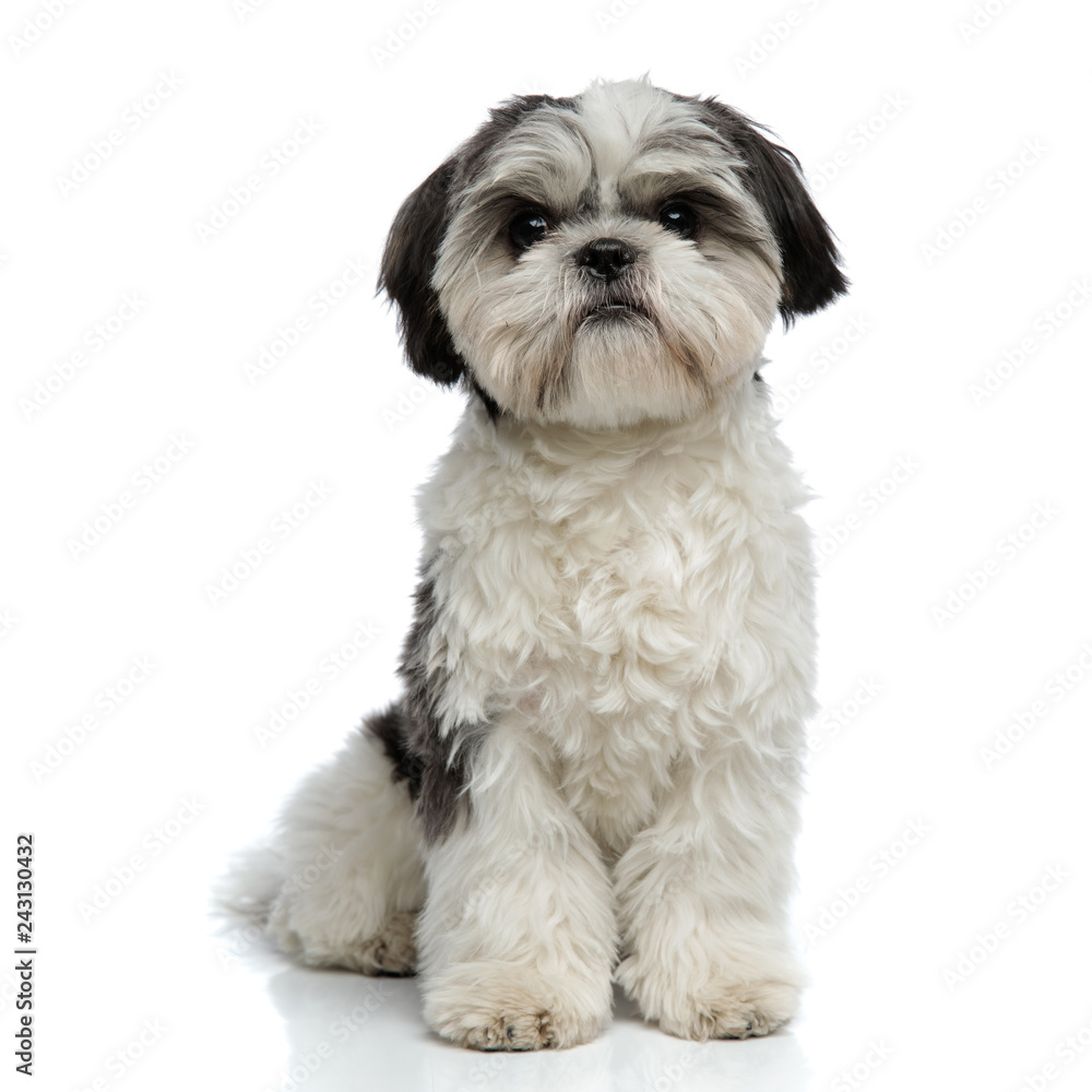 adorable furry shih tzu sitting adorable furry shih tzu sitting