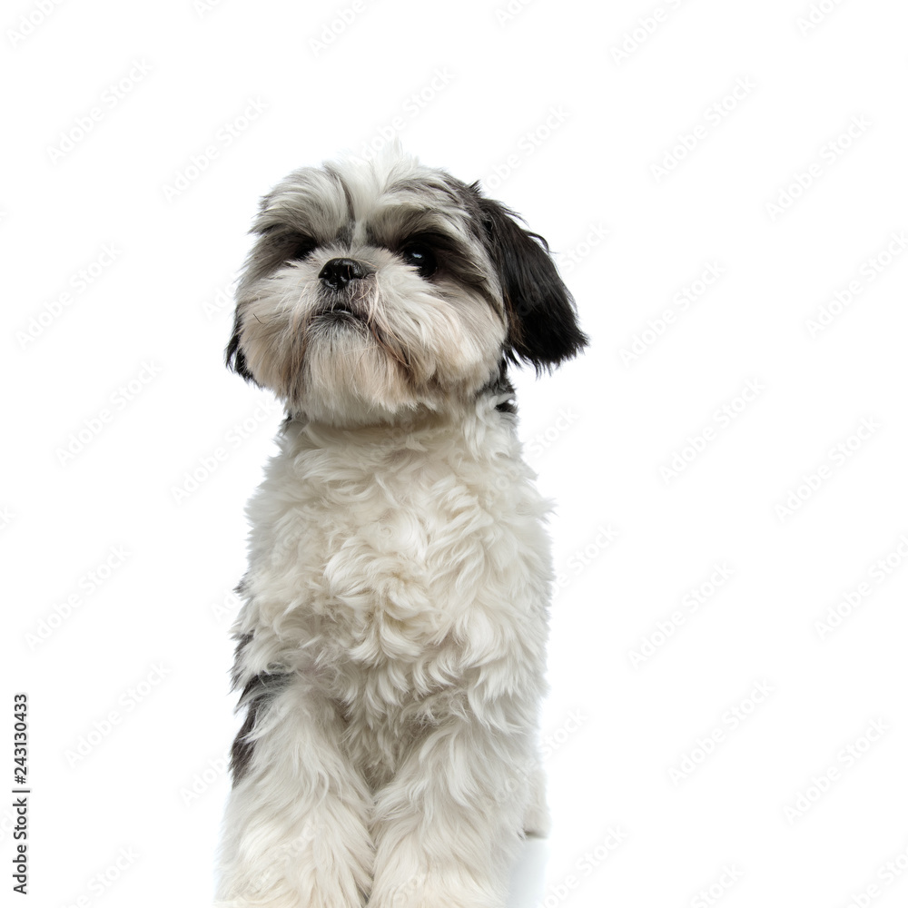 small shih tzu sits and looks up to side small shih tzu sits and looks up to side