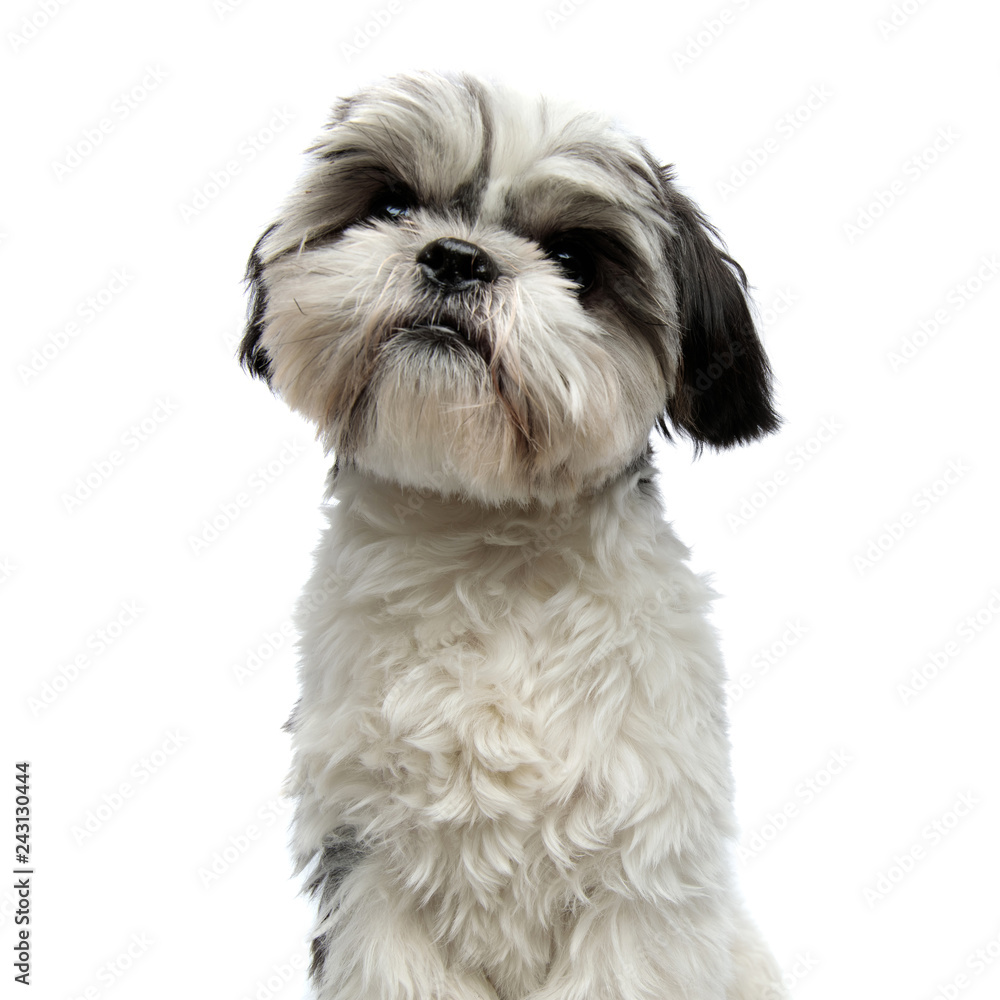 close up of curious shih tzu sitting and looking up
