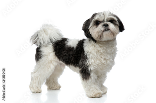 side view of cute and small shih tzu standing