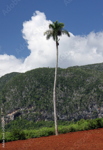 Single palm tree standing next to an agricultural field in Vinales, Cuba