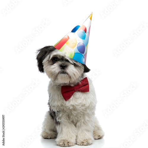 birthday shih tzu wearing bowtie sits and looks to side photo